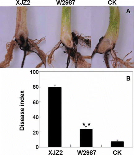 Fig. 3. (Colour online) Pathogenicity tests of the wild-type strain XJZ2 and the T-DNA insertional mutant W2987. (A) Disease symptom (discolouration) observed in the corms of the banana plantlets at 30 days post-inoculation. Banana plantlets inoculated with water were used as negative control (CK). (B) Disease severity of XJZ2, W2987 and CK based on disease index. Difference in virulence between XJZ2 and W2987 is significant (** at P < 0.01).