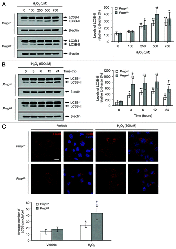 Figure 2. The induction of autophagy in Prnp+/+ and Prnp0/0 cells exposed to H2O2. (A) Cells were incubated with the indicated concentrations of H2O2 for 6 h. (B) Cells were treated with 500 μM H2O2 for the indicated time periods. Cell lysates were subjected to western blot analysis using anti-LC3B or anti-β-actin antibodies (A and B), and the expression of LC3B-II was quantified using densitometry analysis (right panels). At least 3 independent experiments were used to assess the percentage of LC3B-II expression relative to that of β-actin. (C) Immunofluorescence microscopy analysis using anti-LC3B antibody and DAPI counterstaining in both Prnp+/+ and Prnp0/0 cells treated with 500 μM H2O2 for 3 h. The average number of LC3B puncta per cell is shown in the lower panel. At least 60 cells in several fields were counted in each experiment. The data represent the means ± SD of 3 independent experiments. *p < 0.05 and **p < 0.01, significant differences between H2O2-treated and untreated cells; †p < 0.05 and ‡p < 0.01, significant differences between Prnp+/+ and Prnp0/0 cells. Scale bar: 20 µm.