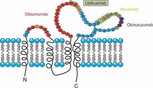 Figure 2. Structure and topology of CD20 and epitopes recognized by rituximab, obinutuzumab (GA101), ofatumumab, and ublituximab. Epitopes recognized by the different antibodies are highlighted as follows: ofatumumab (red), rituximab (yellow), obinutuzumab (purple), and the core epitope of ublituximab (boxed). Adapted from Klein et al. [Citation47], with permission