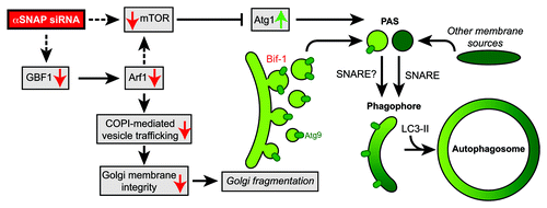 Figure 1. Knockdown of αSNAP promotes autophagic flux through the inhibition of mTOR-related signaling and the fragmentation of Golgi apparatus to provide Atg9-containing membranes for the formation and expansion of PAS during autophagosome biogenesis.