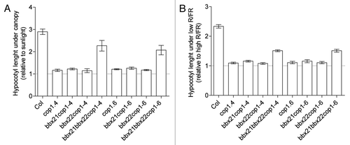 Figure 3 BBX21 together with BBX22 restore partially the SAS phenotype in the cop1 background. (A) Hypocotyl length of wild-type, cop1, bbx21cop1, bbx22cop1 and bbx21bbx22cop1 seedlings grown under canopy (relative to sunlight) and (B) under low R/FR = 0.35 (relative to high R/FR = 3.4) in a growth light chamber.