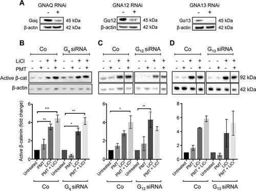 FIG 5 G-alpha subunit knockdown affects PMT and LiCl induction of active β-catenin. (A) Western blot analysis of G-alpha subunit protein expression in cells with the indicated G-protein knockdown. HEK293T cells were transfected with a specific siRNA against GNAQ (Gαq), GNA12 (Gα12), and GNA13 (Gα13) or with a nontargeting control, as described in Materials and Methods. The knockdown efficiency of each siRNA was measured using specific G-alpha subunit antibodies on whole-cell extracts. β-Actin was used as a loading control. (B to D) Western blot analysis of active β-catenin expression in Gq (B), G12 (C), and G13 (D) knockdown HEK293T cells. Cells were transiently transfected with either siRNA against the indicated G-alpha subunits or with nontargeting oligonucleotides (Co). Transfected cells were treated with PMT (40 ng/ml) and LiCl (25 mM), either alone or in combination, or left untreated for 24 h. Levels of active β-catenin (Active β-cat) were evaluated using a specific β-catenin antibody on whole-cell extracts. β-Actin was used as a loading control. Band intensity of active β-catenin was normalized against its respective β-actin. The fold changes were generated for each group compared to the respective untreated controls. The histograms represent densitometric analysis of pooled data from three independent experiments. The data represent the means ± SEM. Statistical significance was determined by Tukey’s test (n = 3): *, P < 0.05; **, P < 0.01; ***, P < 0.001; and ****, P < 0.0001.