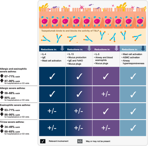 Figure 3 Summary of mechanisms and efficacy of tezepelumab in severe asthma, by asthma subtype.