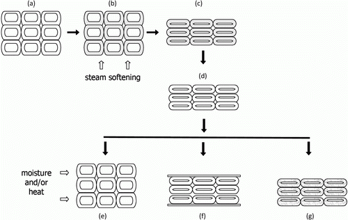 Figure 6.  Schematic illustration of wood densification in the transverse direction at the cell level, recovery and different methods of fixation of the compression set: (a) initial undeformed state, (b) softening of the wood by steam, (c) densification, (d) cooling, (e) total set recovery, (f) mechanical fixation, (g) chemical fixation or fixation by a THM treatment