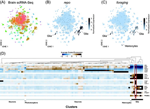 Figure 2. (A) t-SNE plot of single-cell RNA sequencing from the adult brain (data from Davie et al., Citation2018). Each point represents the transcriptome of a single cell. Cells are clustered based on similarity of gene expression. Distinct cell types are represented by different colors. (B) Expression of the glial specific transcription factor repo in the single-cell brain atlas. repo expression is restricted to only a few clusters of cells. Cells are color coded according to the level of normalized expression. (C) Expression of foraging in the single cell brain atlas. foraging expression is restricted to a few clusters, most of which were also repo positive, and one was Hml positive. (D) Heatmap showing the average scaled expression of neuronal and glial marker genes across each cell cluster (colors in A). Neurons are marked by the pan-neuronal markers elav, nSyb, para, as well as the neurotransmitter specific genes VAChT (Acetylcholine), VGlut (Glutamate), and Gad1 (GABA). Glia are marked by repo, MRE16, nrv2, Lsd-2. The genes Vmat, Indy, and Tret1-1 label perineurial glia (among other things). alrm, Gat, and Eaat1 label astrocyte-like glia. zyd labels cortex glia and ensheathing glia, and wapper labels tract cortex glia. foraging is enriched in all the glia clusters, as well as the Hml expressing hemocyte cluster. [Please refer to the online version for colors.]