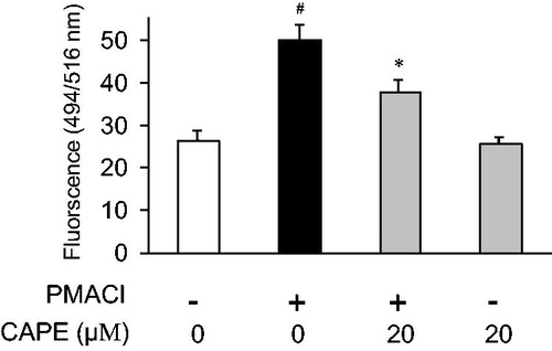 Figure 5. The effect of CAPE on intracellular calcium levels in PMACI-induced HMC-1 cells. The cells were pretreated with CAPE for 10 min before stimulation with PMACI. The intensity of intracellular calcium levels was measured in three separate experiments. #p < 0.05, compared with PMACI-unstimulated cell values. *p < 0.05 compared with PMACI-stimulated values.