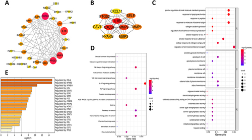 Figure 3 Overlapping targets network. (A) 29 key targets in the overlapping targets network; (B) The top 10 targets based on the CytoHubba plug-in MCC algorithm; (C) GO enrichment analysis; (D) KEGG pathway analysis; (E) Predicted that transcription factors.