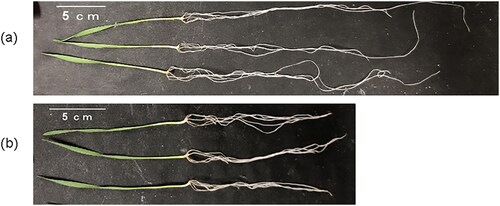Figure 5. Representative photos showing seedling morphology of N26. (a) control, (b) 200 mmol/L NaCl. Photos were taken at the 7th day after NaCl imposition (14th day after seeding).