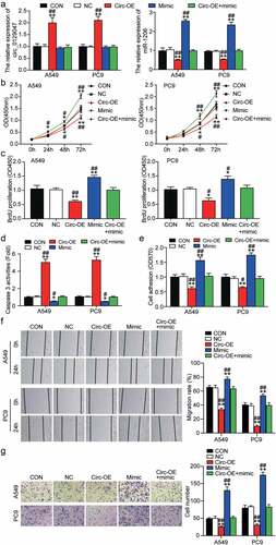 Figure 5. Circ_0129047 overexpression suppressed malignant phenotypes of LAC cells by inhibiting the expression of miR-1206. (a) RT-qPCR analysis was carried out for circ_0129047 and miR-1206 expression in A549 and PC9 cells transfected with circ_0129047-OE vector, miR-1206 mimic or both. (b) CCK-8 assay was carried out for detection the viability of A549 and PC9 cells transfected with circ_0129047-OE vector, miR-1206 mimic or both. (c) BrdU proliferation assay was carried out for detection the proliferation of A549 and PC9 cells transfected with circ_0129047-OE vector, miR-1206 mimic or both. (d) Caspase-3 activity assay was carried out for detection the apoptosis of A549 and PC9 cells transfected with circ_0129047-OE vector, miR-1206 mimic or both. (e) Cell adhesion assay was carried out for assessment the adhesion ability of A549 and PC9 cells transfected with circ_0129047-OE vector, miR-1206 mimic or both. (f) Wound healing assay was carried out for assessment the migration ability of A549 and PC9 cells transfected with circ_0129047-OE vector, miR-1206 mimic or both. (g) Transwell assay was carried out for assessment the invasion ability of A549 and PC9 cells transfected with circ_0129047-OE vector, miR-1206 mimic or both. circ-OE: circ_0129047 overexpression, mimic: miR-1206 mimic, *P < 0.05, **P < 0.001 compared with control group, #P < 0.05, ##P < 0.001 compared with the circ_0129047-OE + miR-1206 mimic group, ANOVA. Data were from three independent experiments and presented as the mean ± SD.