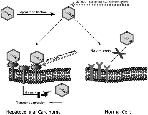 Figure 2. Capsid modification of AAV by insertion of HCC-binding ligands. Insertion of HCC-binding peptides at sites of AAV capsid which tolerate insertions without affecting viral life cycle can change the natural tropism of the vector and retarget it to HCC.