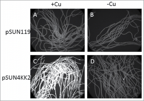 Figure 1. Inducible expression of the petE promoter in pSUN4KK2 by copper. GFP fluorescence from liquid cultures harboring the pSUN119 parent plasmid (A and B) and pSUN4KK2 (C and D) in the presence (A and C) and absence (B and D) of copper.