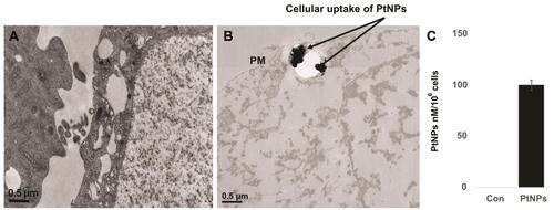 Figure 6 Cellular uptake of PtNPs and quantification of Pt ions. A549 cells were treated with PtNPs for 24 h and then processed for transmission electron microscopy (TEM) sections. (A) TEM images of ultramicrotome slices of A549 cells without PtNPs (B), internalization of PtNPs and (C) quantification of Pt ions by ICP-MS.