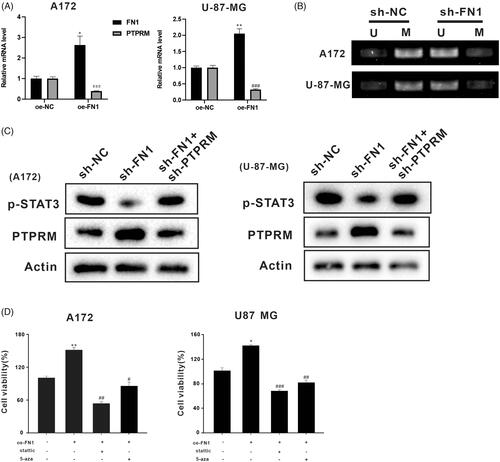 Figure 4. FN1 regulated PTPRM expression through DNA methylation. The oe-FN1, sh-FN1, and sh-FN1 + sh-PTPRM particles were transfected into A172 and U-87 MG cells. (A) The mRNA levels of PTPRM were detected by qRT-PCR. (B) MSP was performed to detect the PTPRM methylation levels after the knockdown of FN1. (C) Protein levels of PTPRM and STAT3 phosphorylation were determined by western blot. (D) Cell viability was detected by MTT assay. *p < 0.05 vs. Normal or oe-NC. **p < 0.01 vs. Normal or oe-NC. #p < 0.05 vs. oe-FN1. ##p < 0.01 vs. oe-FN1. ###p < 0.001 vs. oe-FN1 or oe-NC.