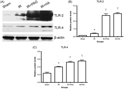 Figure 1. Expression of toll-like receptors in kidney after IRI. (A) Western blot analysis of TLR-2 and −4 in kidney after IRI. β-Actin served as internal control for semiquantification of TLR-2 and −4. Relative protein levels of TLR-2 (B) and TLR-4 (C) were compared among different groups. Notes: Data shown are mean ± SEM; *statistically significant from sham group (p < 0.05); γstatistically significant from IR group (p < 0.01); n = 3 each.