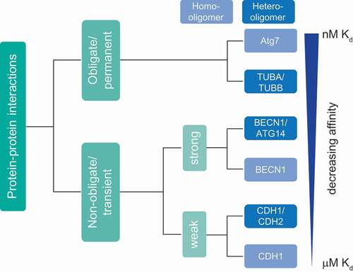 Figure 2. Classification of protein-protein interactions based on stability and binding affinity. Affinity is inversely proportional to the dissociation constant Kd. Based on stability and binding affinity, PPIs can be classified into quasi-permanent/obligate and transient/non-obligate interactions. In contrast to permanent complexes, transient complexes are dynamic with proteins associating and dissociating. Transient complexes can be subclassified as strong and weak based on affinity and temporal profile of interactions. Moreover, PPIs can be classified based on composition as homo-oligomers with identical proteins interacting and hetero-oligomers with non-identical chains interacting. Often, interactions change due to physiological conditions rather reflecting a continuous than a “static” classification