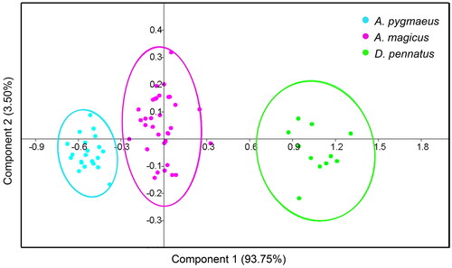 Figure 5. Results of Principal Component Analysis (PCA) of 10 dental measurements of p2 and m1–3 for Acrobates pygmaeus, Acrobates magicus sp. nov. and Distoechurus pennatus. [81 mm width].