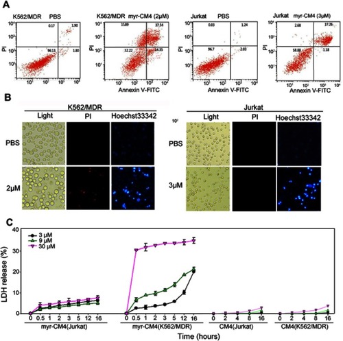 Figure 4 Necrosis and apoptosis of leukemia cells induced by myristoyl-CM4. (A) K562/MDR and Jurkat cells were treated with myristoyl-CM4 (2 μM for K562/MDR, 3 μM for Jurkat) for 16 hours, stained by Annexin V-FITC/PI, and analyzed by flow cytometry. (B) Cells were stained with Hoechst 33342/PI and then observed by fluorescence microscopy. (C) Membrane permeability changes were determined by monitoring LDH release from cells after incubation with different concentrations of myristoyl-CM4 (0, 3, 9, 30 μM) for different times at 37°C. CM4 was used as a control. Results are the mean±SEM of four different experiments.