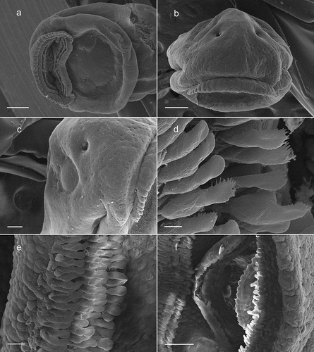 Figure 2. Scanning electron microscope micrographs of a tadpole of Atelopus elegans (CJ 6383) at Stage 25. (a) Ventral view, scale = 250 μm; (b) frontal view, scale = 250 μm; (c) lateral side, scale = 150 μm; (d) teeth, scale = 5 μm; (e) posterior (lower) tooth rows, scale = 12.5 μm; (f) Oral disc (mouthparts), scale = 50 μm