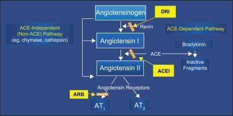 Figure 1 The renin–angiotensin cascade and the three available approaches to pharmacologic inhibition of production or action of angiotensin II.