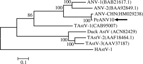 Figure 2.  Phylogenetic tree based on the full length of ORF2 amino acid sequences of phylogenetically representative isolates from different avian astrovirus groups. Black arrow indicates pigeon PeANV.