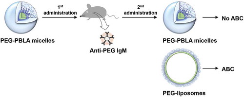 Figure 3. PEG-PBLA micelles induced anti-PEG IgM responses in mice, however, PEG-PBLA micelles exhibited no ABC phenomenon.