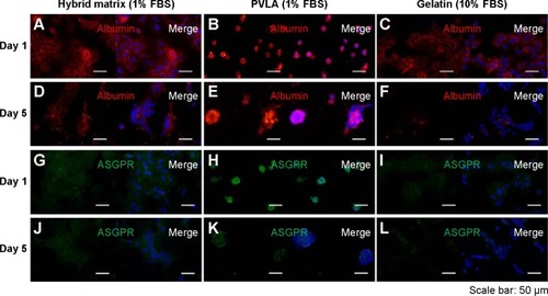 Figure 3 Immunofluorescence images of primary hepatocytes.Notes: The immunofluorescence images of primary hepatocytes cultured on EFC-PVLA hybrid matrix, PVLA, and gelatin after 1 day and after 5 days. The expression of albumin (red, A–F) and ASGPR (green, G–L) is shown, and DAPI was used for nuclear staining (blue). Scale bar: 50 μm.Abbreviations: FBS, fetal bovine serum; PVLA, poly-(N-p-vinylbenzyl-4-O-β-D-galactopyranosyl-D-gluconamide); ASGPR, asialoglycoprotein receptor; DAPI, 4′,6-diamidino-2-phenylindole; EFC, E-cadherin-Fc.