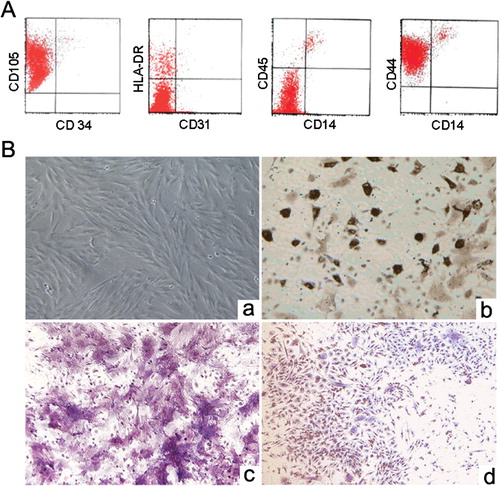 Figure 1. Characteristics of murine bone marrow-derived mesenchymal stem cells (MSCs). (A) Immunophenotype of murine bone marrow-derived MSCs. (B) MSCs morphology and capacity for differentiation. (a) Culture-expanded murine bone marrow-derived MSCs show a spindle-shaped fibroblastic morphology (magnification, ×100). (b) For adipogenic induction, the accumulated lipid vacuoles were stained with oil red O at day 14 (magnification, ×100). (c) For osteogenic induction, the cells were positive for alkaline phosphatase staining at day 14 (magnification, ×200). (d) For chondrogenic induction, the cells were positive for toluidine blue O staining at day 21 (magnification, ×100).