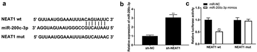 Figure 2. NEAT1 targets miR-200c-3p. (a) The binding site of NEAT1 and miR-200c-3p was predicted by TargetScan. (b) The expression of miR-200c-3p was detected by qRT-PCR. **P < 0.01 vs. sh-NC. (c) The interaction between NEAT1 and miR-200c-3p was determined by DLR assay. **P < 0.01 vs. miR-NC.