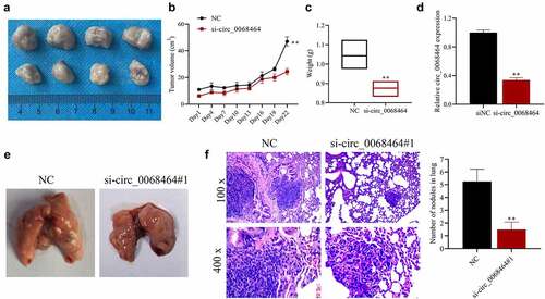 Figure 6. Knockdown of circ_0068464 can suppress the development and lung metastasis of colorectal cancer in vivo. (a) The images (top, NC group; down, si-circ_0068464 group) of tumor tissues of mice; (b–c) volume (b) and weight (c) in tumor tissues of mice in each group; (d) Circ_0068464 expression in tumor tissues of mice in each group was determined using qRT-PCR; (e) the illustrative diagram of lung tissues of mice in each group; (f, h and e) staining was utilized to observe tumor nodules in lung tissues. **P < 0.01 vs. siNC group.