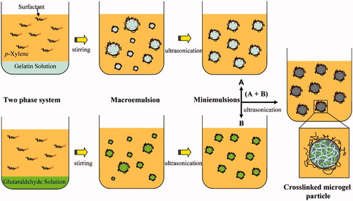 Figure 3. A schematic illustration depicting the generation of nanogels using the emulsification/crosslinking method. Reproduced from Ethirajan et al. (Citation2008) with permission from the American Chemical Society.