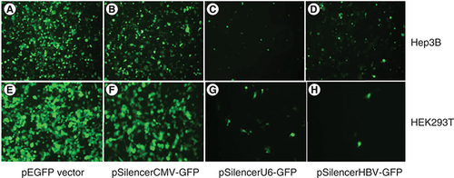 Figure 4. Efficiency of liver and non liver-specific promoters.Different promoters of liver and non liver-specific origin were tested in Hep3B and HEK293T cells. (A & E) GFP expression levels derived from CMV promoter in pEGFP vector in Hep3B and HEK293T cells, respectively. (B & F) GFP expression levels derived from CMV promoter in pSilencer–GFP vector in Hep3B and HEK293T cells, respectively. (C & G) GFP expression levels derived from U6 promoter in pSilencer–GFP vector in Hep3B and HEK293T cells, respectively. (D & H) GFP expression levels derived from HBVcore promoter in pSilencer–GFP vector in Hep3B and HEK293T cells, respectively.
