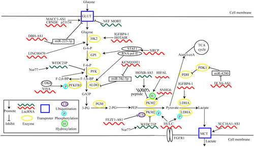 Figure 1 LncRNAs regulate cancer glycolysis by modulating metabolic enzymes and transporters.
