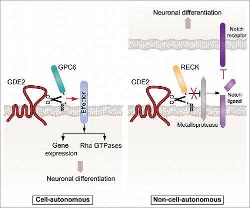 Figure 1. GDE2 cleaves GPI-anchored substrates to promote neuronal differentiation in distinct manners. Left panel, GDE2-induced cleavage of glypican-6 (GPC6) signals differentiation of neuroblastoma cells, involving both Rho GTPase-driven cytoskeletal remodeling and new gene transcription.3 Right panel, RECK cleavage is a trigger to downregulate Notch signaling in adjacent neural progenitors.2 It is unclear if GDE2 acts as a PLC or PLD.