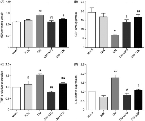 Figure 1. (A) MDA concentration of study groups. (B) Glutathione concentration of study groups. (C) TNF-α relative expression in study groups. (D) IL-6 relative expression in study groups. *p < 0.05, **p < 0.01 versus group sham and XZK; #p < 0.05, ##p < 0.01 versus group CM; &p < 0.05, versus group CM + ATO. n = 10. Values are mean ± SEM.