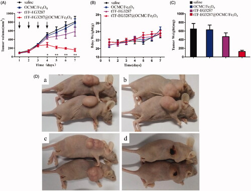 Figure 7. Effect of the magnetic procoagulant protein on growth of tumour in mice models. (A) Tumour volume of HepG2 tumour-bearing mice of each groups. Data are presented as means ± SE of two independent experiments. Statistical comparisons were done for each time point. Asterisks, statistical significance between tTF-EG3287@OCMC/Fe3O4 and controls (saline, OCMC/Fe3O4 and tTF-EG3287). Arrows, time points of injection. (B) Average body weight of mice in each group, data represent the means ± SE of two independent experiments. (C) Average tumour weights of HepG2 tumour-bearing mice of each groups after treatment, data are presented as means ± SE of two independent experiments. (D) Representative pictures of the HepG2 tumour bearing mice at the end of treatment (Day 7) by saline (a), OCMC/Fe3O4 (b), tTF-EG3287 (c) and tTF-EG3287@OCMC/Fe3O4 (d).