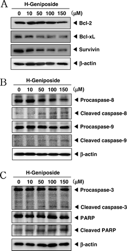 Figure 4.  H-geniposide down-regulated the expression of anti-apoptotic gene products and induced apoptosis via caspase-3 activation. (A) DU145 cells were treated with indicated concentrations of H-geniposide for 24 h. Thereafter, equal amounts of lysates were analyzed by western blot analysis using antibodies against Bcl-2, Bcl-xL, and survivin. The β-actin was used as a loading control (bottom panel). (B) Lysates from the cells were subjected to western blot analysis for procaspase-8, cleaved caspase-8, procaspase-9, cleaved caspase-9, and β-actin. (C) Lysates from the cells were subjected to western blot analysis for PARP, caspase-3, and β-actin. A representative blot is shown from the three independent experiments with identical observations.