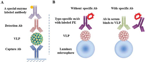 Figure 3. Schematic illustrations of IVRP for vaccine antigenicity on product quality and for serological assay for type-specific and epitope-focused determination of antibody titers elicited by vaccination. (A) IVRP for antigenicity. The IVRP assay is used for monitoring vaccine product quality during lot-release and stability testing. One monoclonal antibody is used to capture the type-specific VLP on the microplate, while the other monoclonal antibody is used for detection in a sandwich format. The final readout is performed with a horseradish peroxidase (HRP) or alkaline phosphatase (AP)-labeled secondary antibody that is specific to the subclass of the detection mAb. (B) Serological assay. The competitive Luminex immunoassay evaluates the level of functional antibody titers in vaccinees. The immunoassay quantitatively measures the ability of the type-specific antibody in serum to compete with a phycoerythrin (PE) labeled, HPV type-specific mAb for a given type (Table 3) for binding to the same epitope. The Luminex microspheres were coupled with a given VLP type via covalent bonds. Owing to the competition with the labeled detection Ab, the fluorescent signals binding to the Luminex beads decrease if there are L1-specific neutralizing antibodies in serum samples. Abbreviations: mAb, monoclonal antibody; VLP, virus like particle; PE, phycoerythrin.