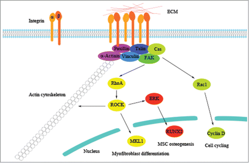 Figure 2. Molecular regulation by ECM stiffness. Integrins respond to ECM stiffness by clustering together to activate adaptor proteins of focal adhesion and downstream signaling molecules to regulate cell behavior. Previous findings of the regulatory pathways underlying the molecular mechanism induced by ECM stiffness are illustrated as representative examples.