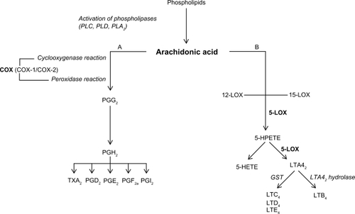 Figure 3 The cyclooxygenase (COX) pathway.