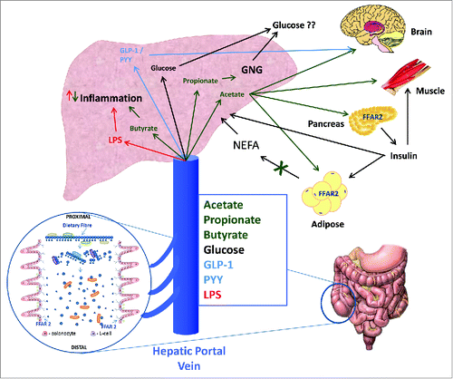 Figure 2. SCFA along with other metabolites entering the hepatic portal system are rapidly transported to the liver. The role of molecular signaling on different liver cell types is poorly characterized. SCFA can act on resident macrophages and hepatocytes although there may be functional selectivity for each SCFA. Incretion hormones may also act on hepatocytes and peripheral tissues. The overall impact of this dual signaling system appears to be maintenance of a healthy liver through regulation of hepatic metabolism and inflammation and control of adipose derived FFA flux. The peripheral effects of SCFA appear tissue specific. SCFA can regulate insulin in the pancreas, FFA flux from adipocytes, appetite centers in the brain and provide a fuel for the muscle. This multi-faceted role however, requires further investigation with well-designed and controlled studies in humans.