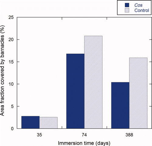 Figure 9. Percentage area of the test panels covered by barnacles at three different inspections. Results are the average values of triplicates panels (n = 3). Barnacle coverage for the Cos treated side (dark blue) and the control side (light blue) is shown after immersion for 35 days (T1); 73 days (T2); and 388 days (T3).