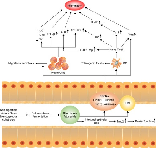 Figure 2 Regulation of short-chain fatty acids to host inflammation and immune. SCFAs can stimulate intestinal epithelial cells to release Muc2, which enhance the gut barrier function and heighten the response to pathogens and commensal bacteria. Moreover, SCFAs can reduce the recruitment of neutrophils under certain condition, with an increase in the levels of TGF-β, IL-10 and a decrease in the levels of IL-6, IL-1β, NO, and TNF-α to inhibit inflammation. Meanwhile, SCFAs promote T-cell production of IL-10 and Treg to prevent inflammatory responses. On the other hand, SCFAs act on DCs to limit the expression of T cell-activating molecules such as MHC II molecules and costimulatory molecules, leading to the generation of tolerogenic T cells rather than inflammatory T cells. The tolerogenic effect of SCFAs on DCs can lower inflammatory responses. However, the direct effect of SCFAs on T cells enhances the generation of Th1 and Th17 cells to boost immunity to fight pathogens, which means that activation of SCFAs for immune cells and epithelial cells may increase inflammatory responses, if not properly regulated.