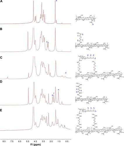 Figure 2 1H NMR spectra of (A) HA, (B) HA-CYS, (C) HSV, (D) HA-ADH, and (E) HV.Abbreviations: HA, hyaluronic acid; CYS, cystamine; ADH, adipic dihydrazide; HSV, redox-sensitive hyaluronic acid-vitamin E succinate conjugates; HV, redox-insensitive hyaluronic acid-vitamin E succinate conjugates; NMR, nuclear magnetic resonance.