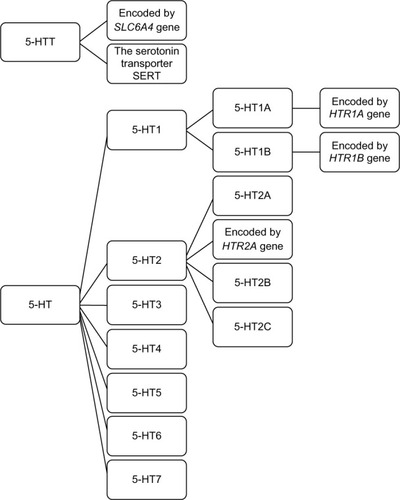 Figure 1 Serotonin receptor family.