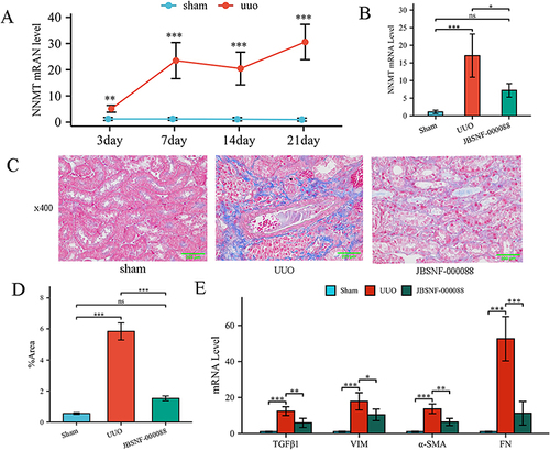 Figure 8 JBSNF-00008 attenuated the degree of renal fibrosis in the UUO model. (A) Detection of NNMT mRNA levels in kidney tissues of UUO model mice by qRT-PCR. (B) NNMT mRNA levels in renal tissues of drug-treated UUO mice were measured by RT-qPCR; (C) Masson staining of kidney tissues (x400); (D) Semi-quantitative statistical comparison of Masson stained blue collagen area; (E) qRT-PCR detection of mRNA levels of fibrosis indicators in kidney tissues; comparison between groups. ns, P >0.05, *P < 0.05; **P < 0.01. ***P < 0.001.