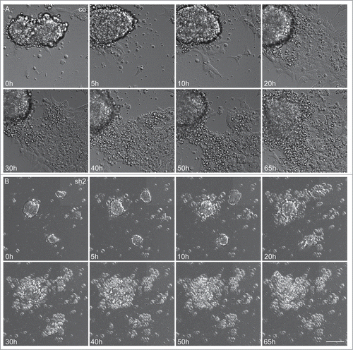 Figure 5. Severely reduced proliferation and apoptosis of neuroepithelial cells in Cdk5rap2-depleted mESC. Representative, sequential bright field live-cell imaging pictures starting at day 3 after differentiation induction (imaging 65h, pictures taken every 7 min, scale bar 50 μm). (A) In control cultures, cells proliferated rapidly, leading to an extension of the cell clusters, and subsequently migrated into the periphery while still keeping contact to adjacent cells. Monolayers between cell clusters were formed. (B) Cdk5rap2-depleted cell clusters were already much smaller at the beginning of live-cell imaging and cells at the edge of these clusters lost contact to adjacent cells and underwent cell death. Thereby, no viable cells were left at day 5 after differentiation induction (images 50 and 65 h), and no migrating cells were visible. Abbreviations: Co, control; scr, scramble; sh1–4, shRNAi clones 1–4.