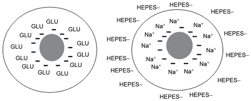 Figure 4.  The role of hydrating solution in the zeta-potential of liposomes. Liposomes in HEPES possess slightly positive charge, while in GLU they have pronounced negative charge.