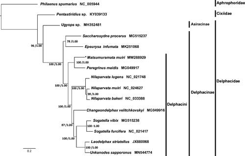 Figure 1. Maximum likelihood (ML) and Bayesian Inference (BI) phylogenetic tree inferred from nucleotide sequences of 13 protein-coding genes. UFBoot support values (left) and Bayesian posterior probabilities (right) are indicated on nodes. Group names are marked by vertical lines. Matsumuramata muiri is marked with an asterisk.