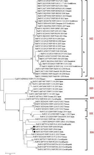 Figure 4. Phylogenetic analysis of group C rotavirus based on NSP5 genes of human, swine, cattle, dog and ferret origin at nucleotide level. RVC strains of human, bovine and pig origin constituted separate clusters based on nucleotide sequences of NSP5 gene owing to their diverse genotypic configuration. Probable new H genotypes are marked in red color alongside the isolates.