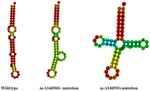Figure 5 Prediction of tRNAGlu secondary structure with and without the m.A14696G and m.A14693G mutations.